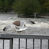andersonhelsinki > Kotka, Finl.